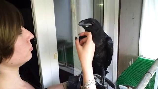 Кормление ворона