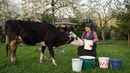 From Fresh Cow Milk to Homemade Cheese & Rustic Cheese Pie | Village Life Cooking