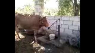 Супер прикол – корова качает воду