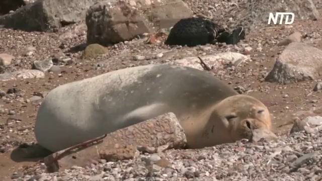 На редчайшего тюленя-монаха на пляже в Израиле приходят посмотреть толпы людей