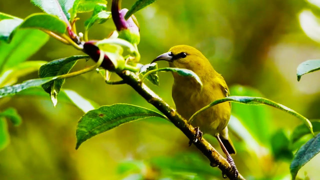 Saving Hawaii’s Birds from Avian Malaria | BBC Earth Witness | BBC Earth