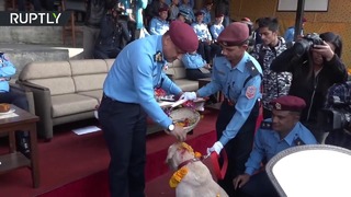 Кто тут хороший мальчик: в Непале отмечают праздник почитания собак