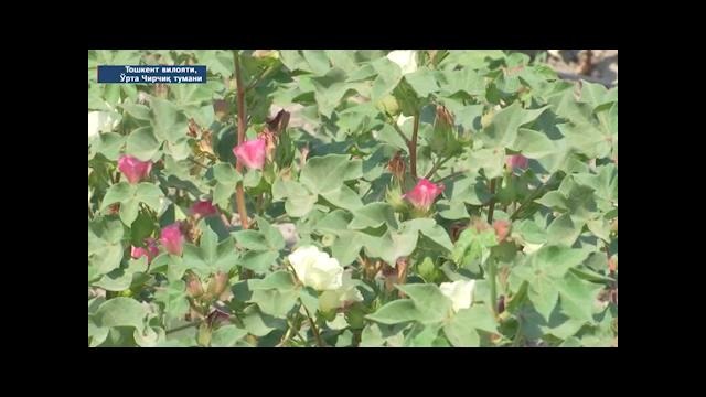 Ўрта Чирчиқ туманида томчилатиб