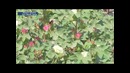 Ўрта Чирчиқ туманида томчилатиб