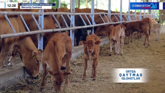 Ortga qaytmas islohotlar