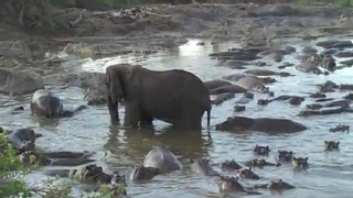 Бегемот против Слона