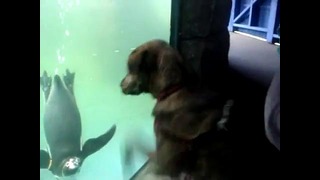 Собака с пингвином играка
