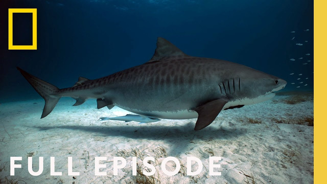 Shark Side of the Moon (Full Episode) | National Geographic