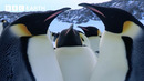 Nature’s Greatest Love Stories | BBC Earth