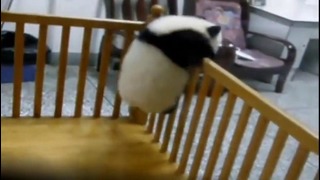 Малыш панды пытается сбежать. Побег Панды