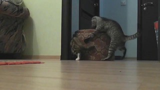 Кот двигает мебель