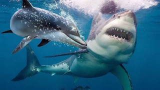 Вот Почему Акулы Боятся Дельфинов