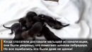 Они думали что спасают щенков собаки