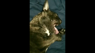 Cute French Bulldog Yawns #shorts