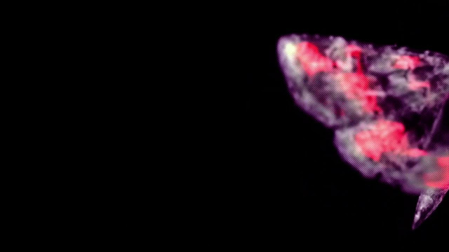 Evergloam – Ancestor Glade (Official Music Video 2024)