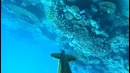 Chasse sous marine madagascar