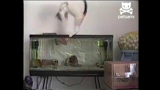 Рыбы охотятся на кота