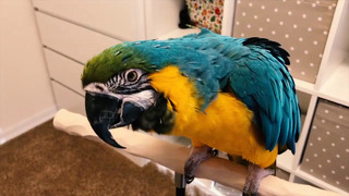 Вот какие красивые и яркие попугаи существуют в этом мире! 20 самых неповторимых