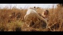 Миа и белый лев – трейлер
