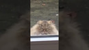 Funny animals 2023? Funny cat videos and dogs Funny animal videos 2 #shorts