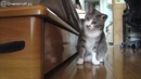 Кот, ты чего хочешь