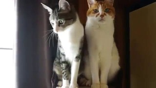 Активный кот и крутой кот