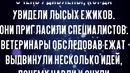 Люди нашли совершенно лысых ежиков