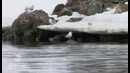 Фигурное плавание от медведя