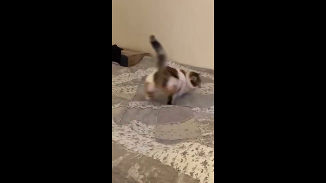 Cat Spins Around Really Fast #shorts
