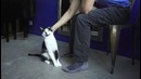 Коты хотят ласки