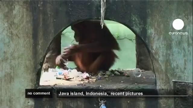 Курящая самка орангутана