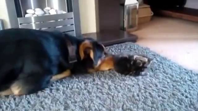 Котенок не хочет играть с псом