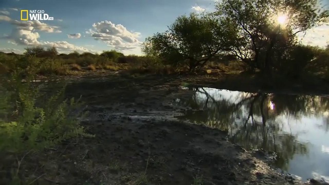 Nat Geo Wild: Намибия: убежище гигантов