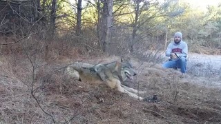 Освобождение Волка из Капкана. Saving Wolf From a Trap