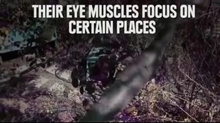 Мир глазами животных: познавательное видео