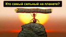 Кто самый сильный на планете? Самые сильные животные
