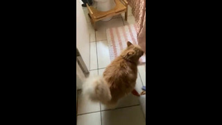Cat Turns On Shower #shorts