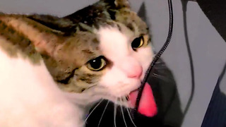 My Cat Has A Weird Appetite | Funny Pet Videos