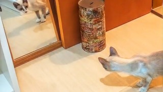 Кошки vs зеркала