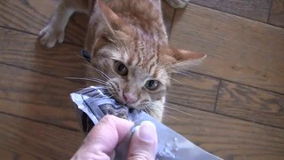 Cat Turns Treat Monster