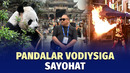Chin yurtidagi sarguzashtlar