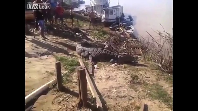 Безбашенный перепрыгивает через крокодила