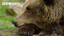 The World of Bears – Giants of the Wild | BBC Earth