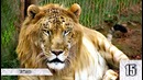 15 невероятных гибридов животных