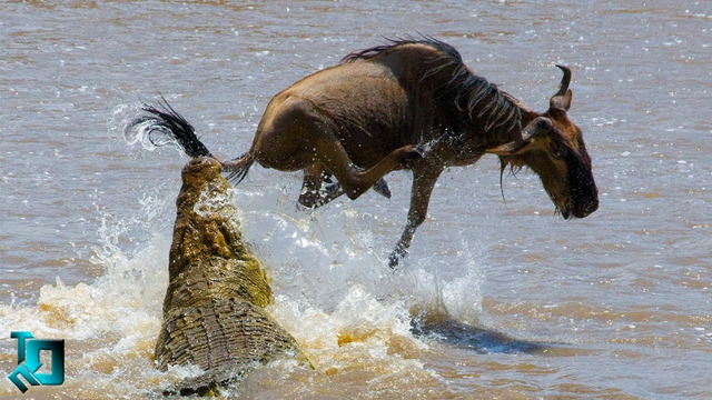 Крокодил в Деле / Крокодил против Ягуара, Льва, Леопарда