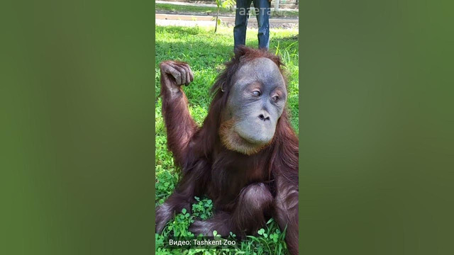 День орангутана Цезаря из Tashkent Zoo