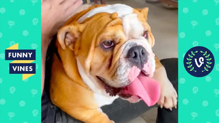 «DOG LOVES MASSAGES » | TRY NOT TO LAUGH – FUNNY PETS & CUTE ANIMALS
