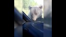Обнаглевший "пассажир" пытался забраться в такси