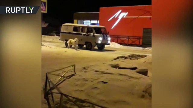 Уральские полицейские задержали алабая за агрессивное поведение