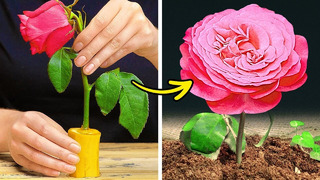 САДОВЫЕ ХИТРОСТИ, КОТОРЫЕ ДЕЙСТВИТЕЛЬНО РАБОТАЮТ! | Простые способы оживить ваши розы